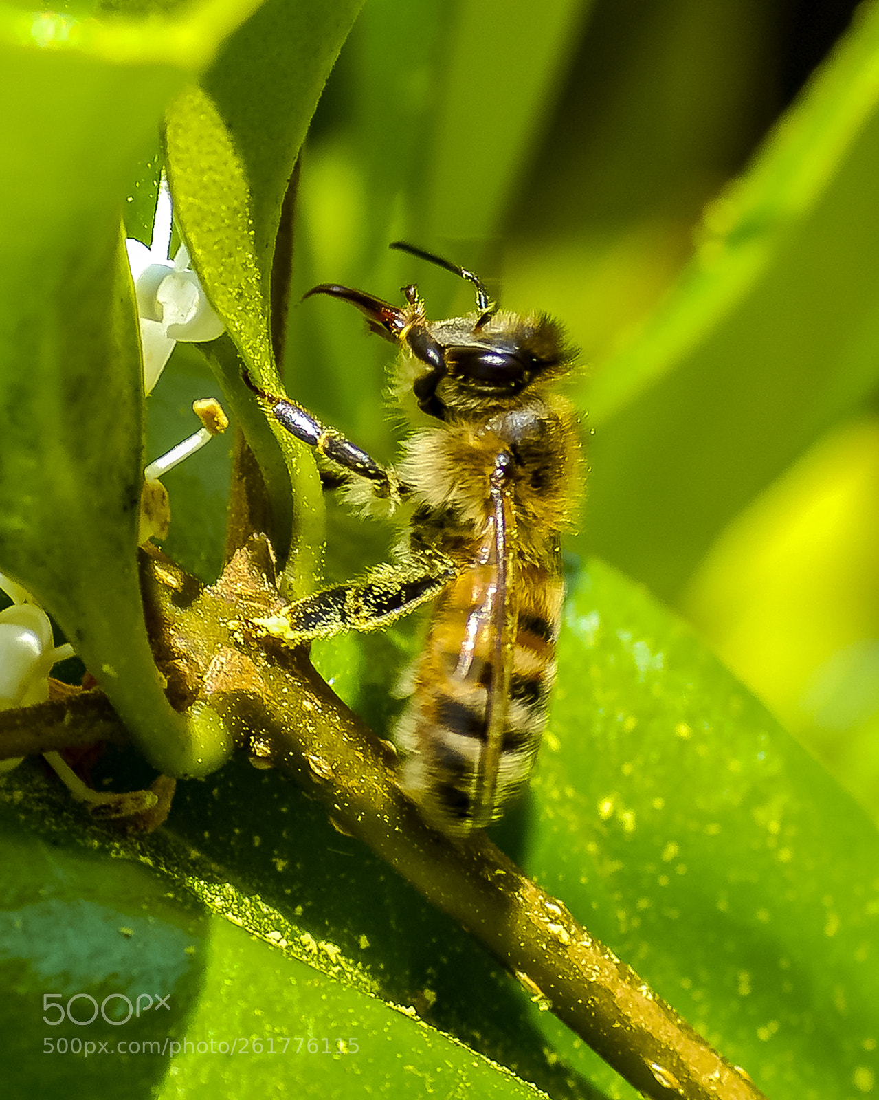 Nikon D100 sample photo. Honey maker photography