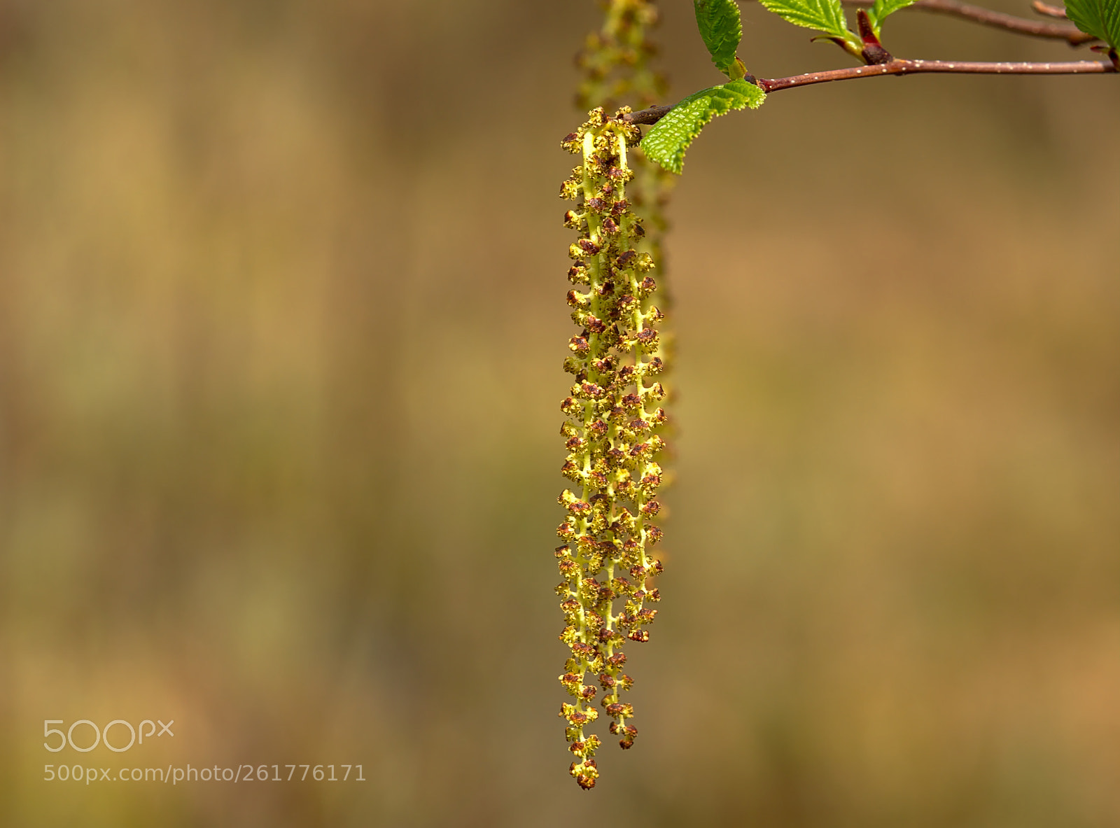 Nikon D7000 sample photo. Flowering birch photography