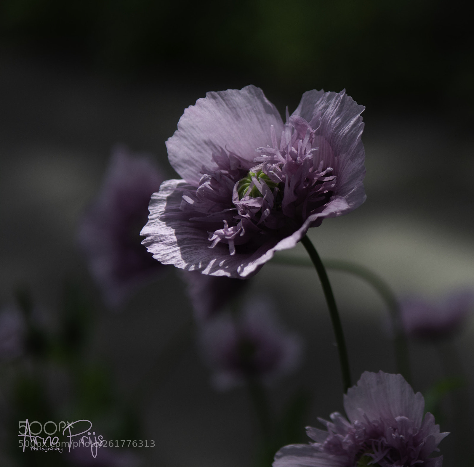 Nikon D7100 sample photo. Fragile..... photography