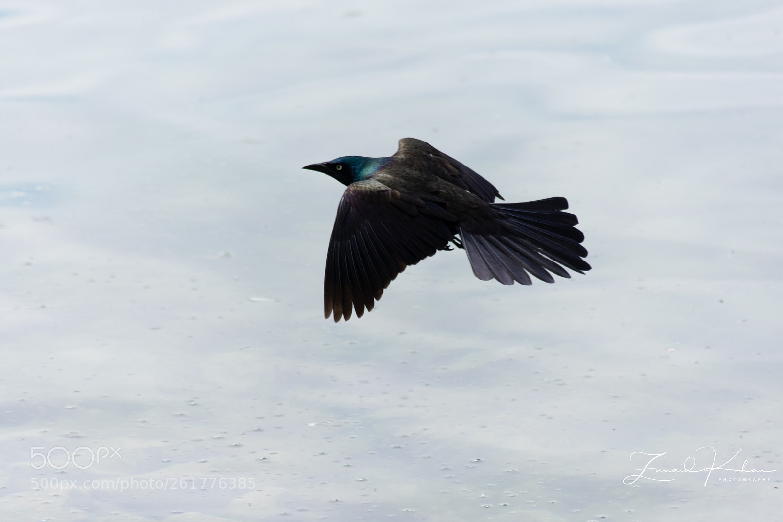 Nikon D3400 sample photo. Grackle  photography