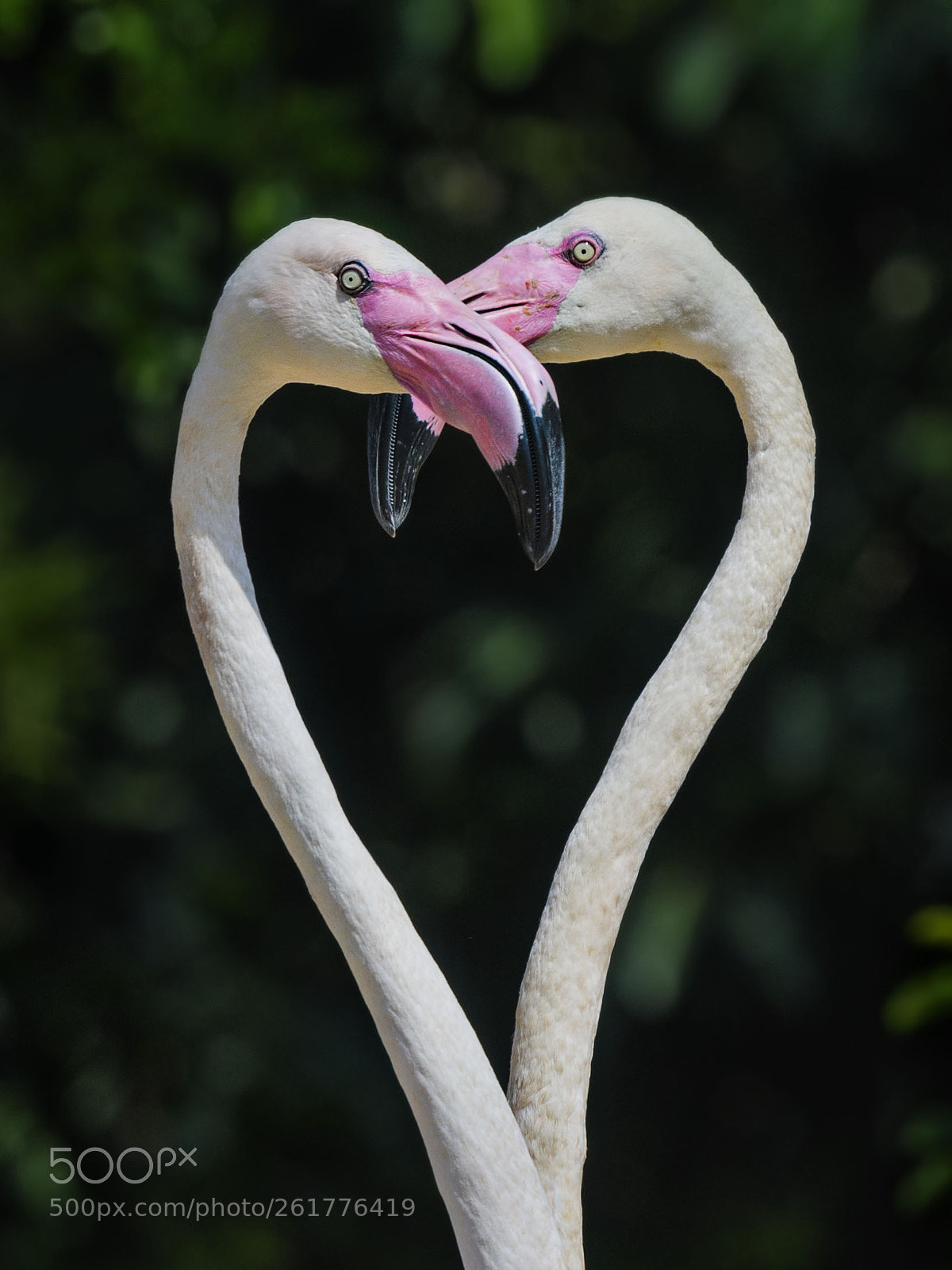 Nikon D500 sample photo. My heart is not photography