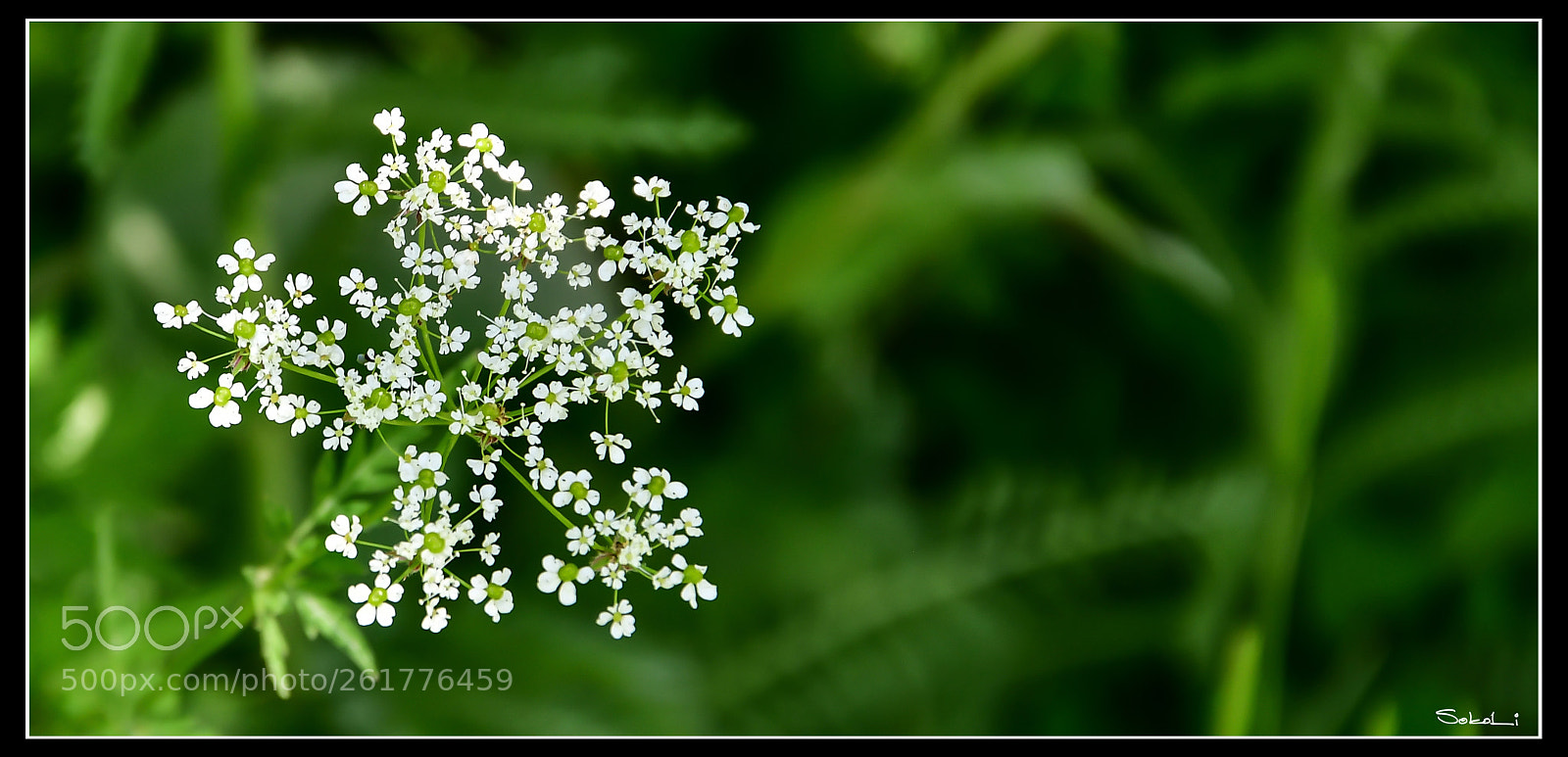 Nikon D7500 sample photo. Dsc photography