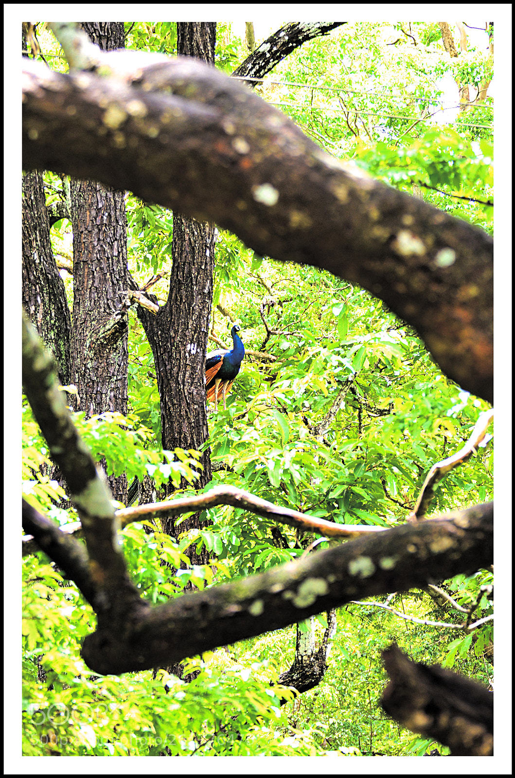 Nikon D5100 sample photo. Peacock photography