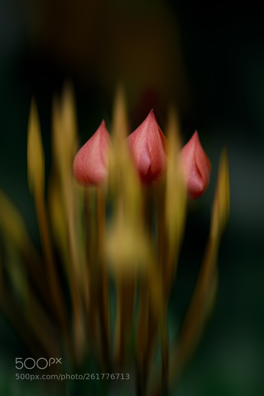 Nikon D3300 sample photo. Protected beaty photography