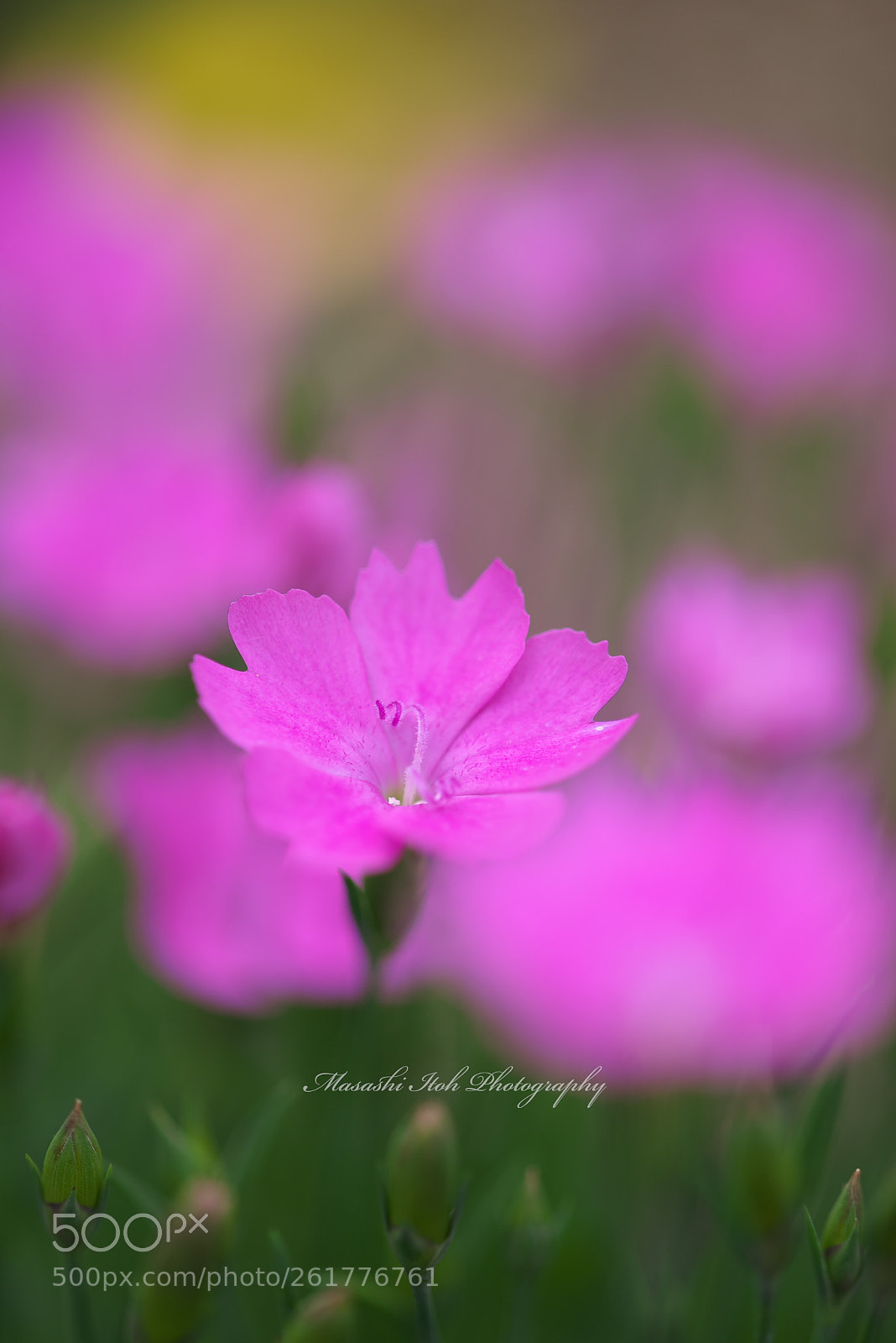Nikon D610 sample photo. Spiral photography