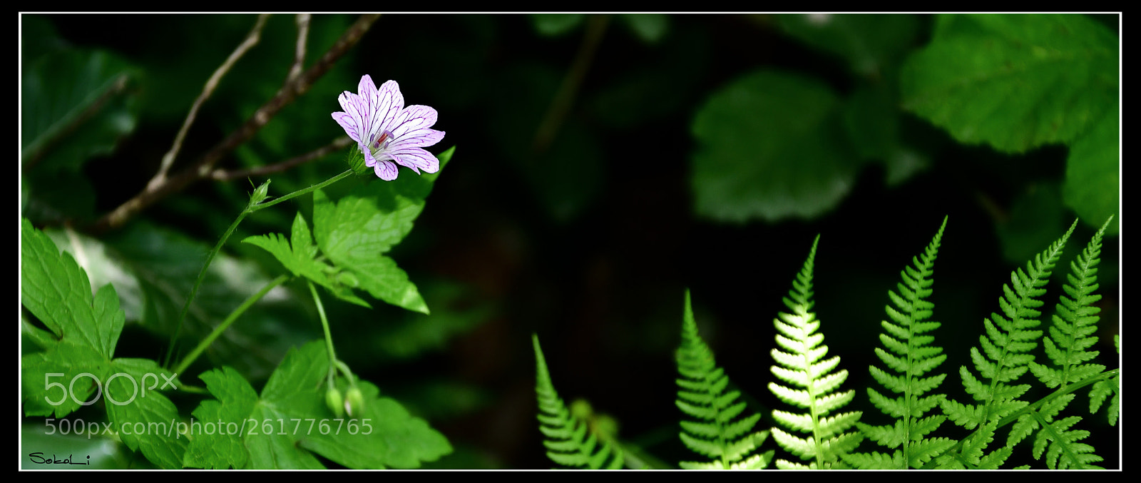 Nikon D7500 sample photo. Flower photography