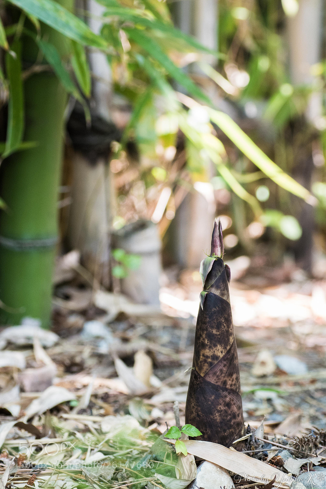Pentax K-S2 sample photo. Bamboo grove photography