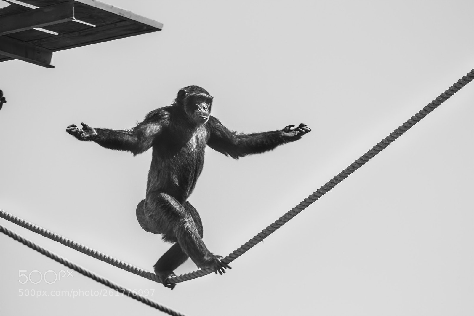 Canon EOS 650D (EOS Rebel T4i / EOS Kiss X6i) sample photo. Shaolin monkey photography