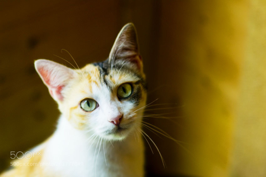 Nikon D3100 sample photo. Daenerys photography