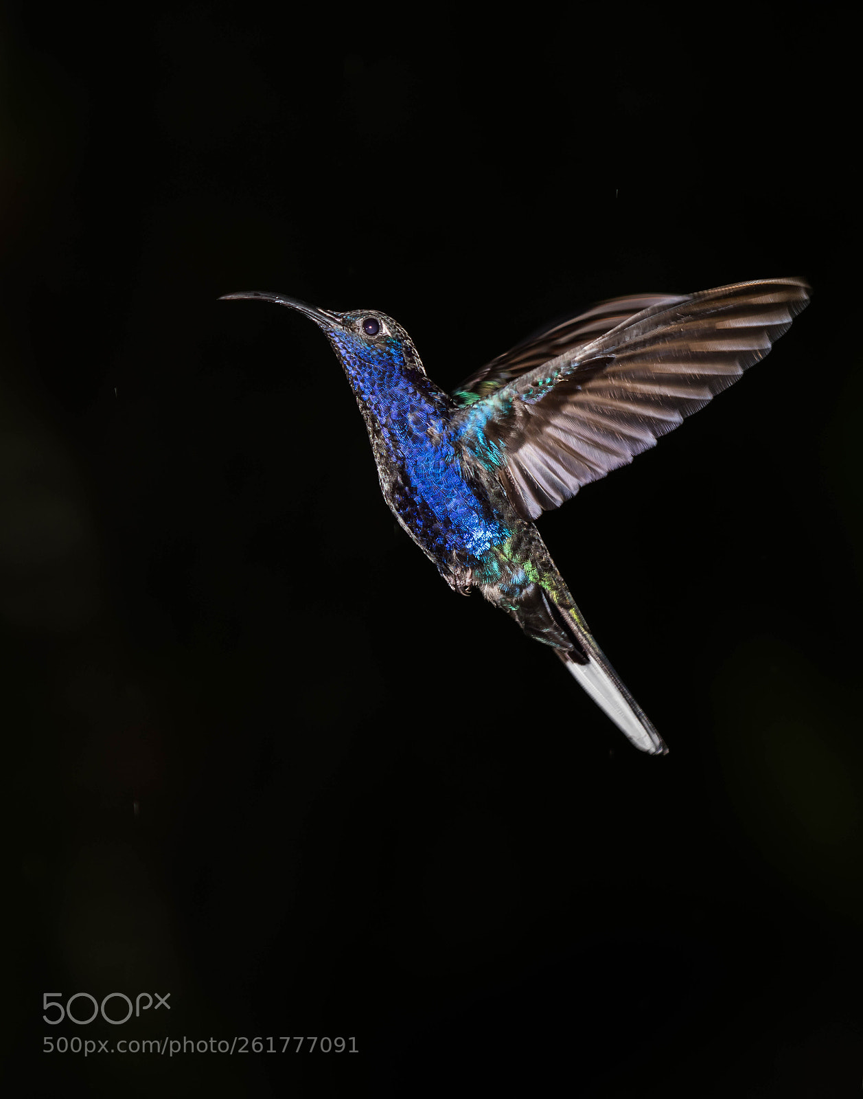 Nikon D850 sample photo. Violet sabrewing, costa rica photography