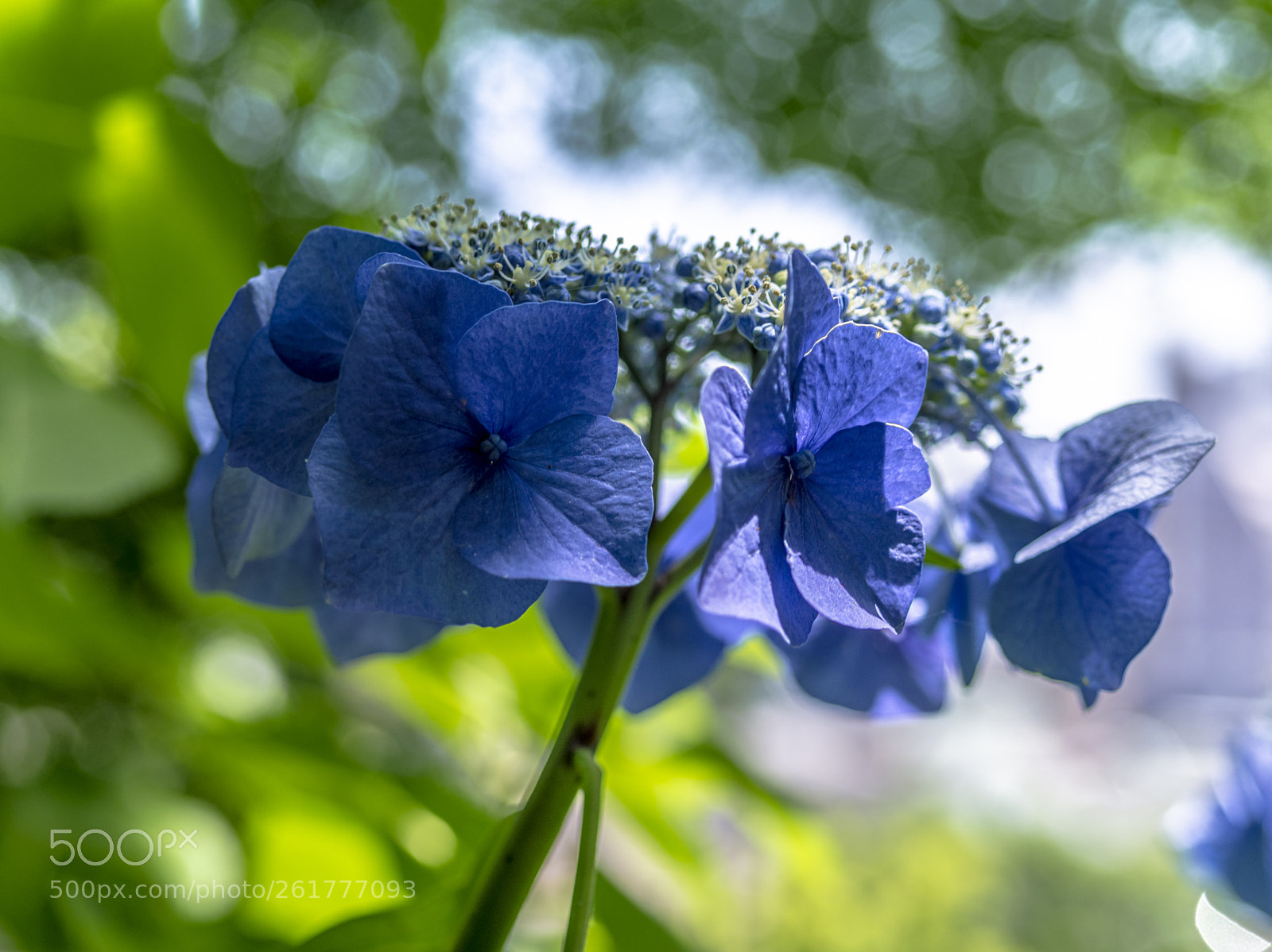 Pentax 645D sample photo. Flower of rainy season photography