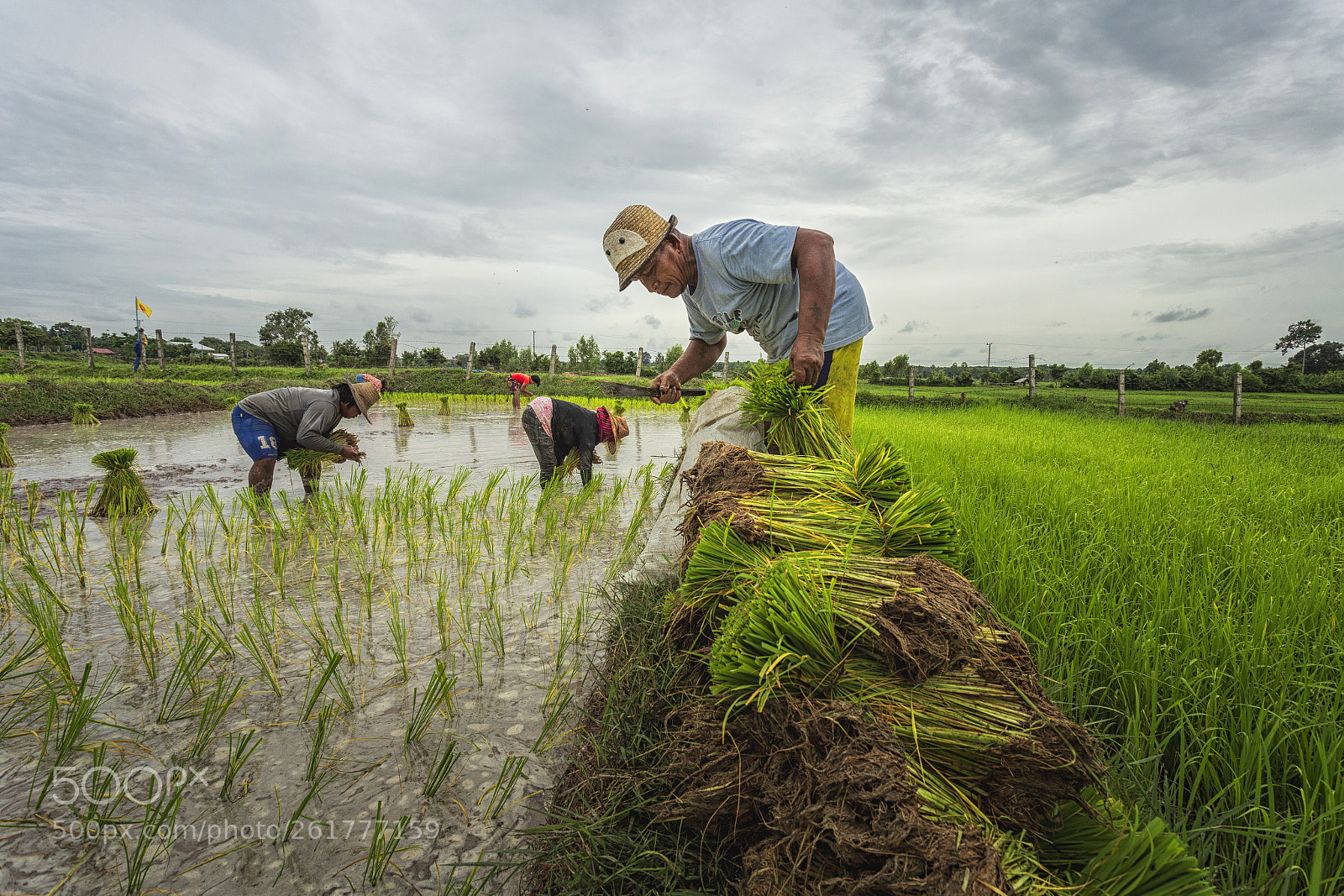 Canon EOS 6D sample photo. Transplant rice seedlings photography