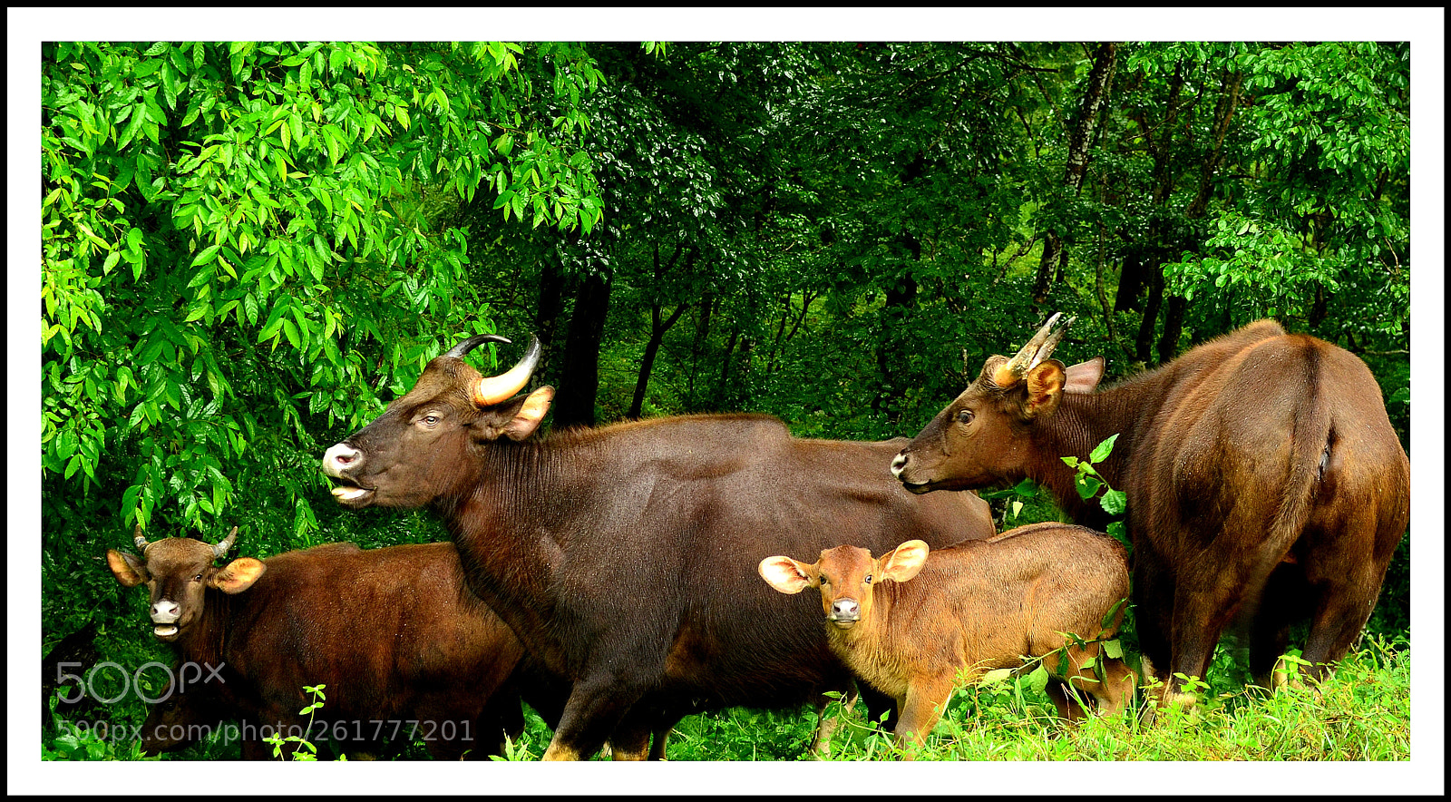 Nikon D5100 sample photo. Bison photography