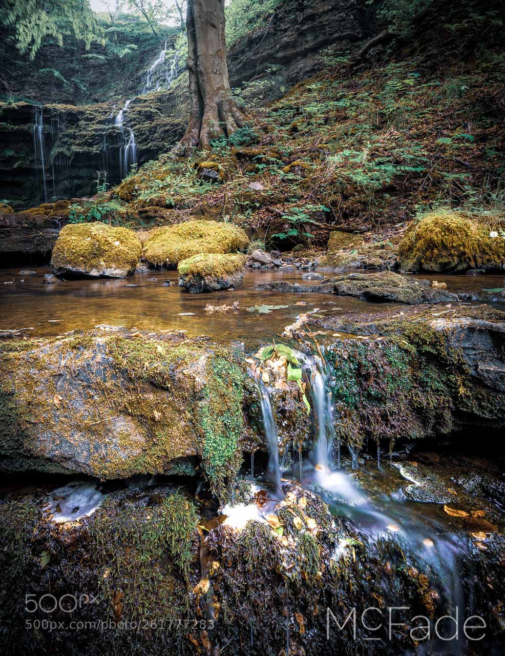 Canon EOS 5D Mark IV sample photo. Enchanted forest.... 1118 malham photography