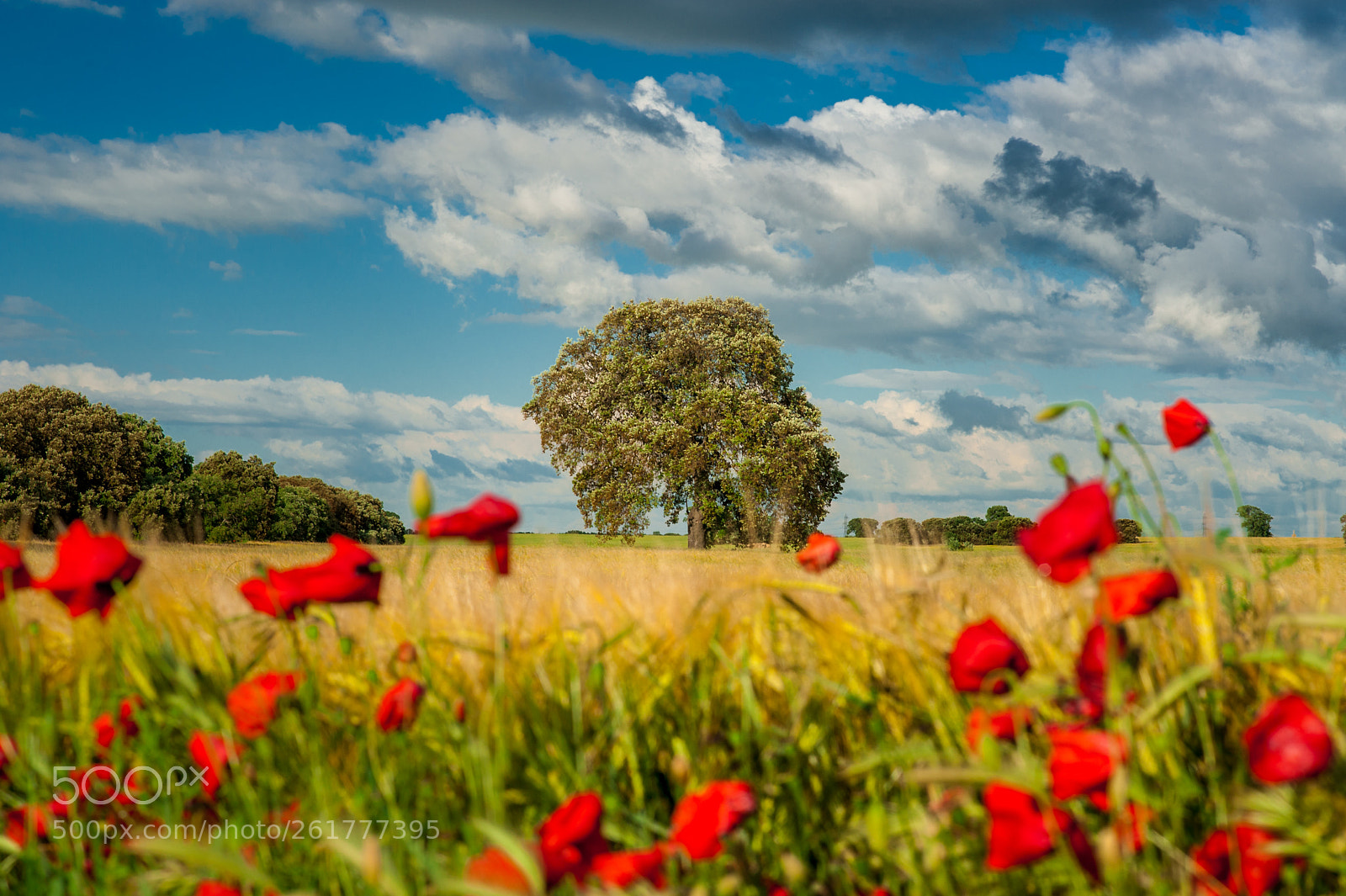 Nikon D700 sample photo. Poppies and crops photography