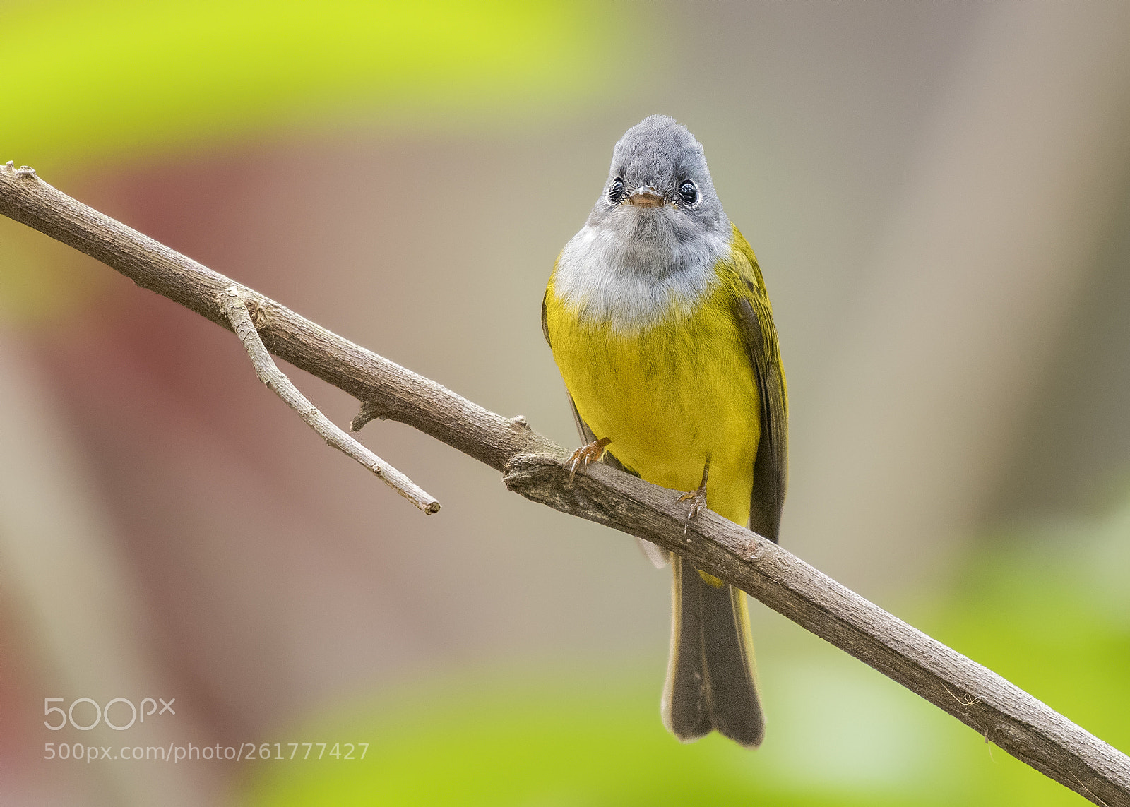 Nikon D500 sample photo. Grey-headed canary-flycatcher photography