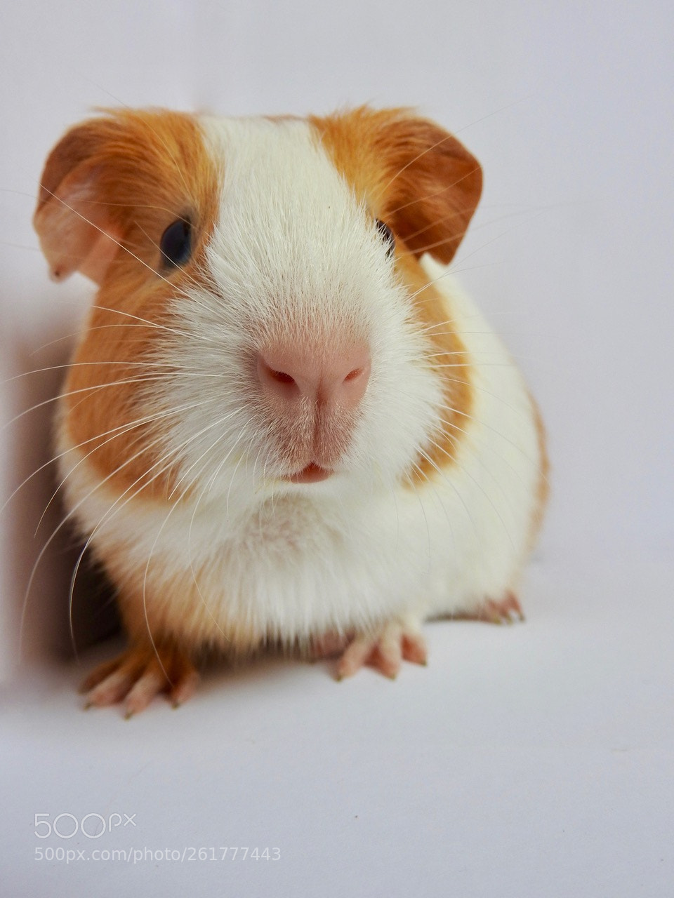 Nikon Coolpix P610 sample photo. Guinea pig#e photography