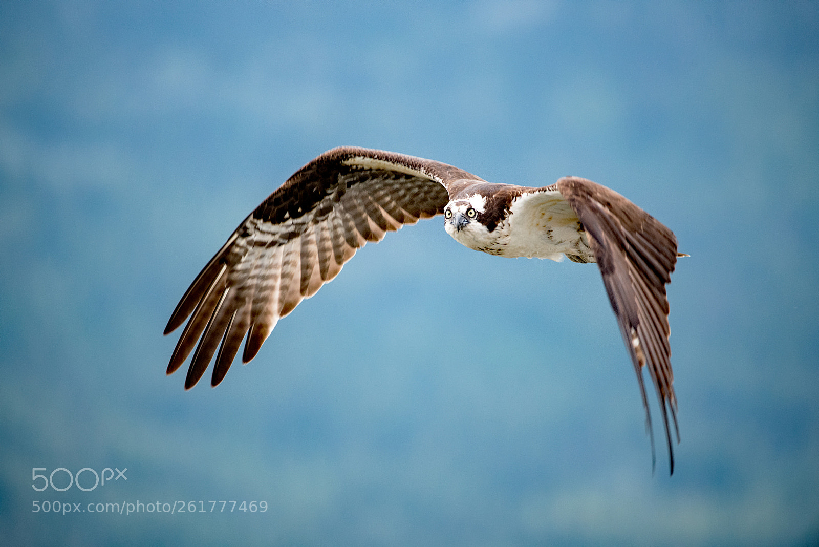 Nikon D750 sample photo. Osprey photography
