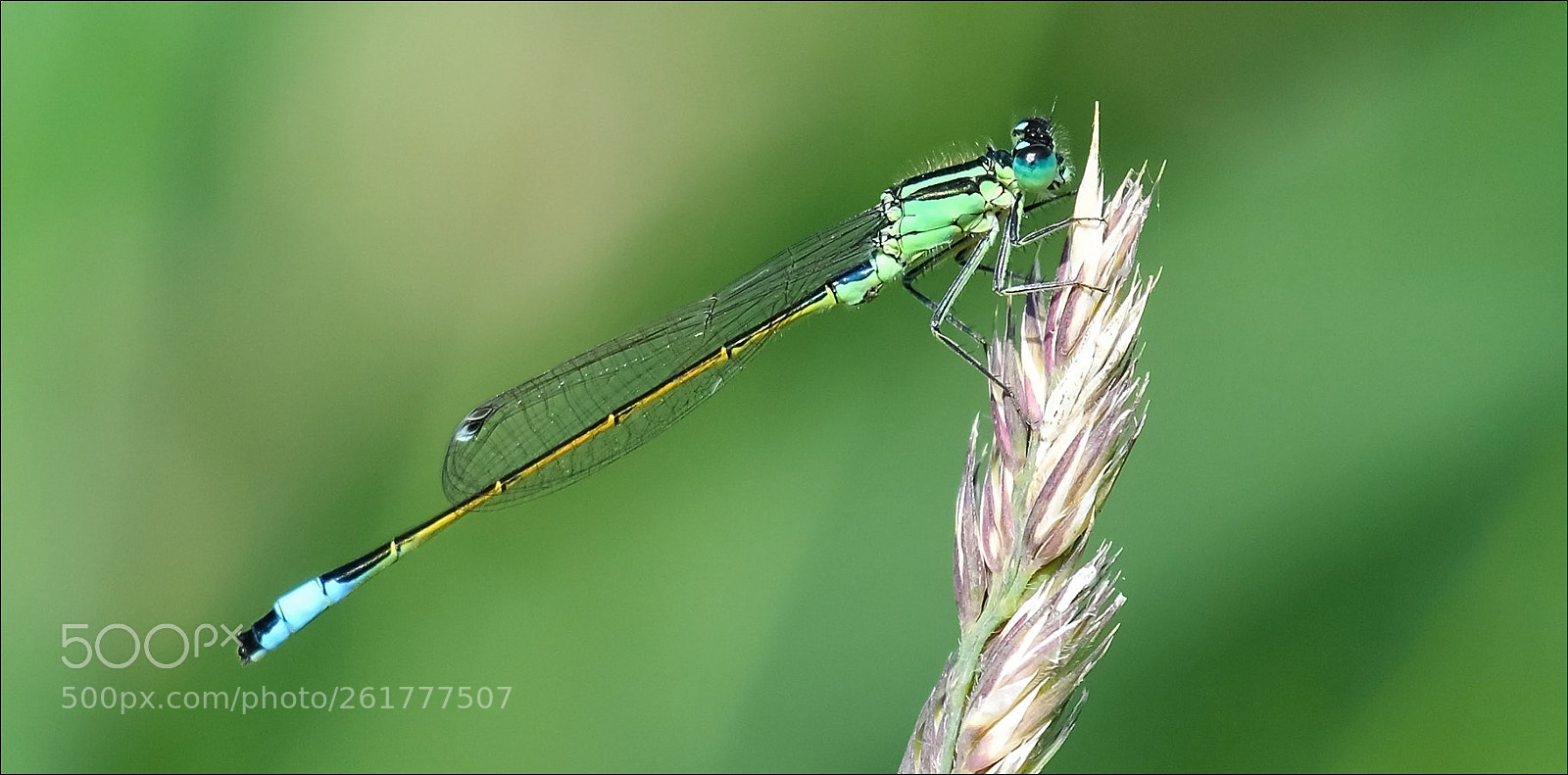 Nikon D500 sample photo. Insect photography