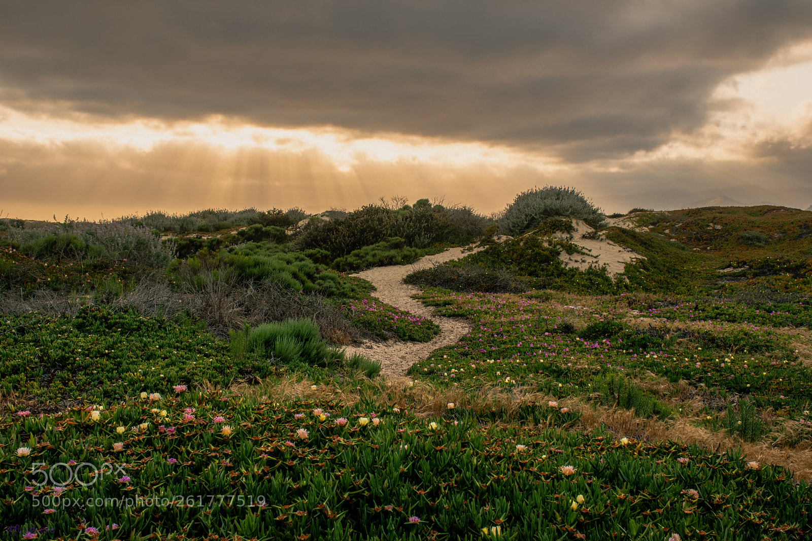 Nikon D5600 sample photo. Beach path 6556 photography