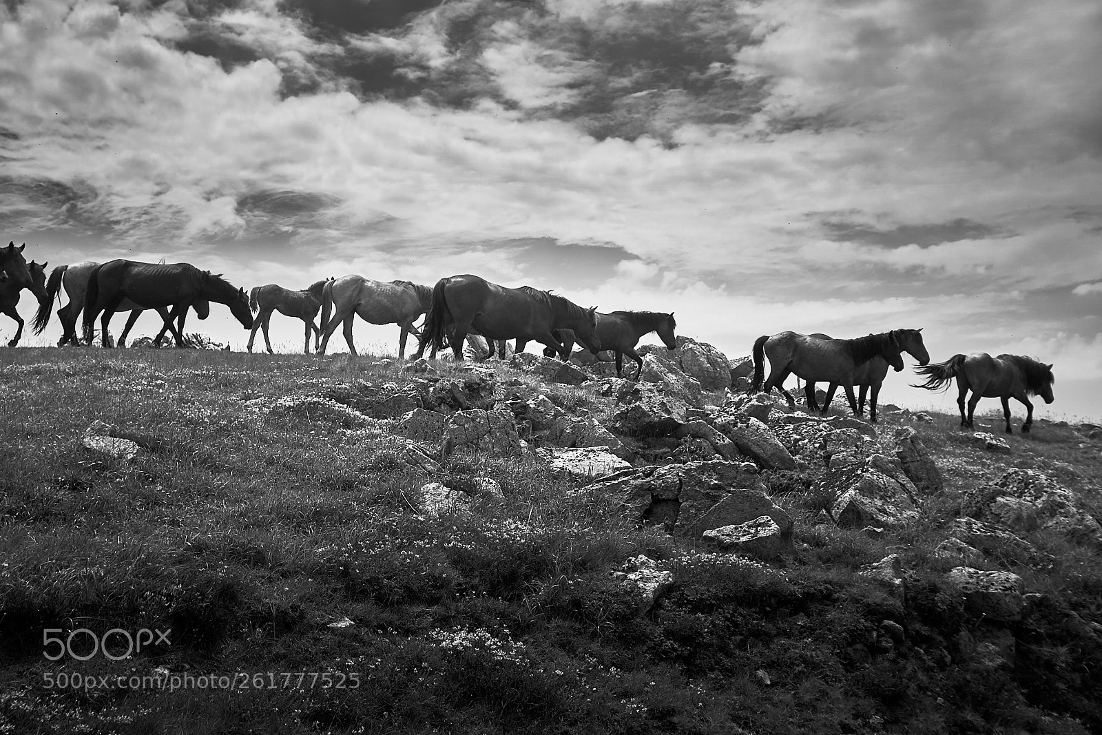 Sony a6000 sample photo. Horses in sredna gora photography