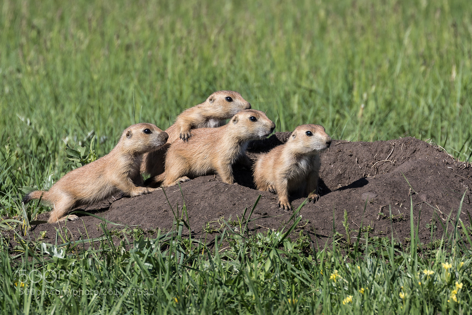 Canon EOS 7D Mark II sample photo. Young black-tailed prairie dogs photography