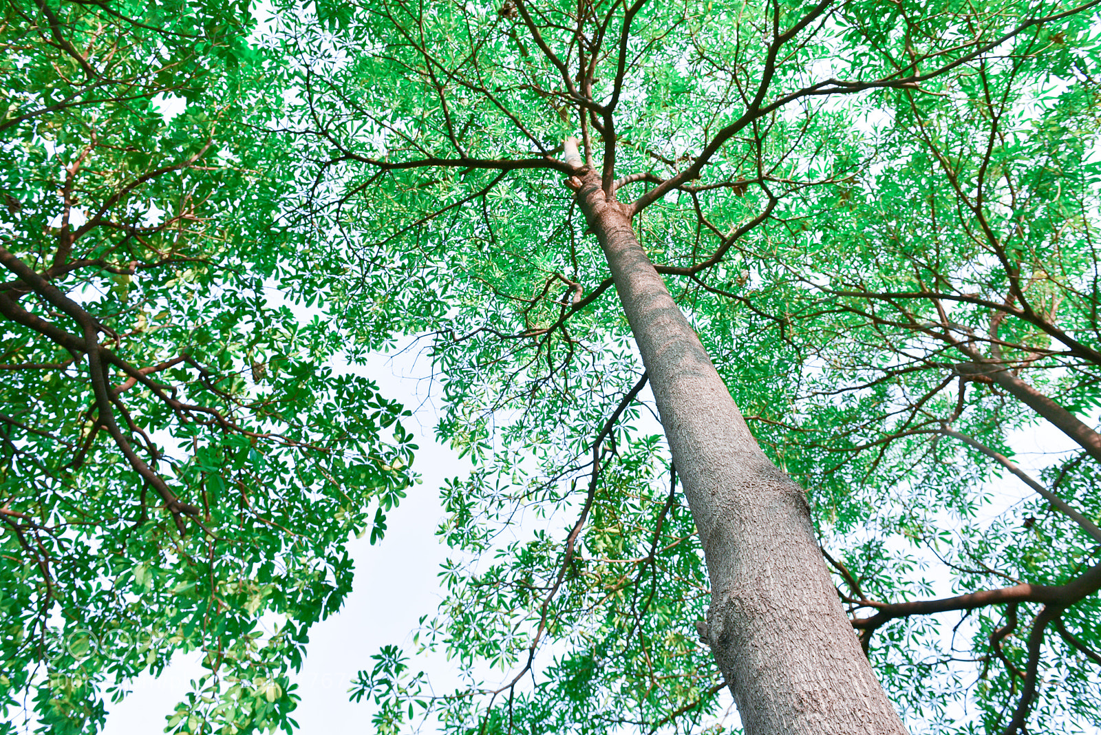 Nikon D750 sample photo. Green tree photography