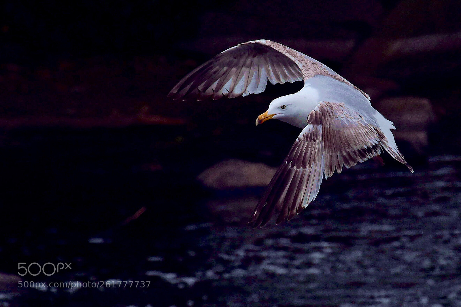 Nikon D4S sample photo. Seagull flying photography