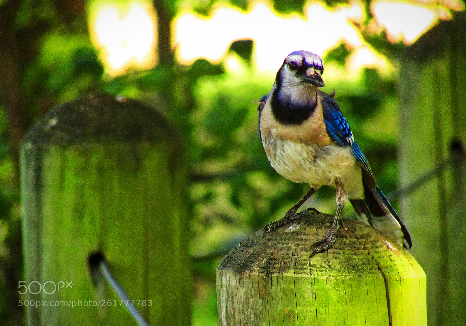 Canon PowerShot SX420 IS sample photo. Jay on stump photography