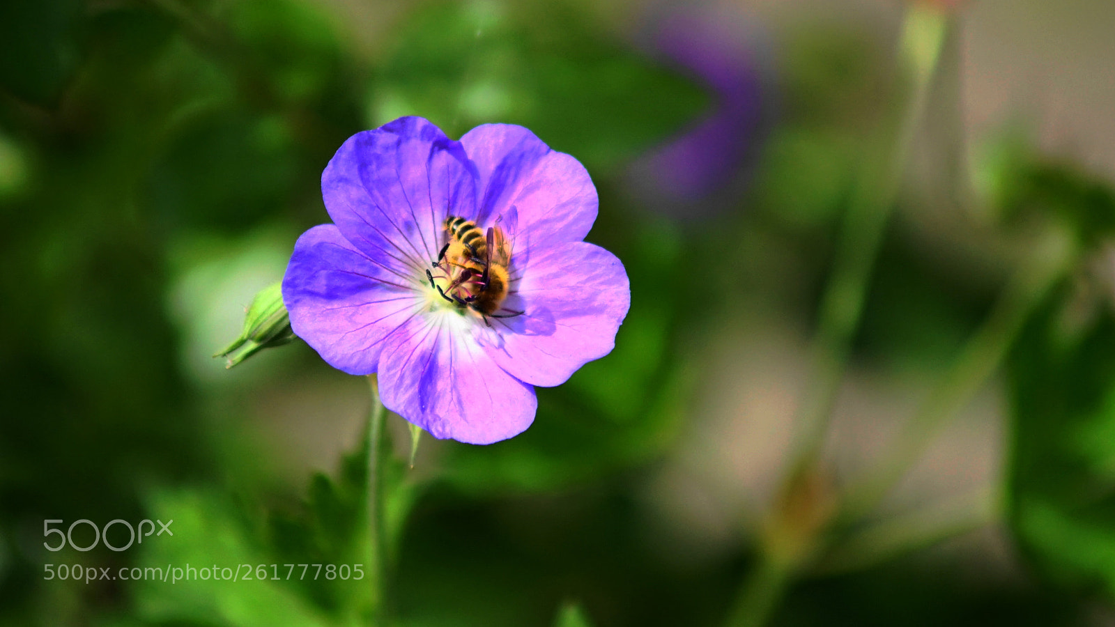 Minolta AF 70-210mm F4 Macro sample photo. Bee ! photography
