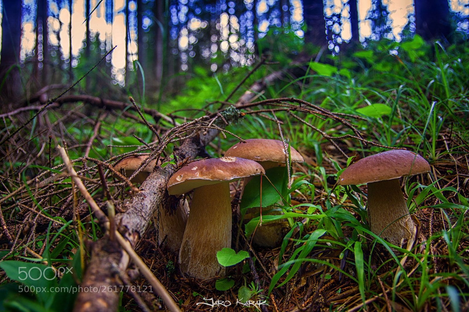 Pentax K-70 sample photo. Boletus edulis bull. photography