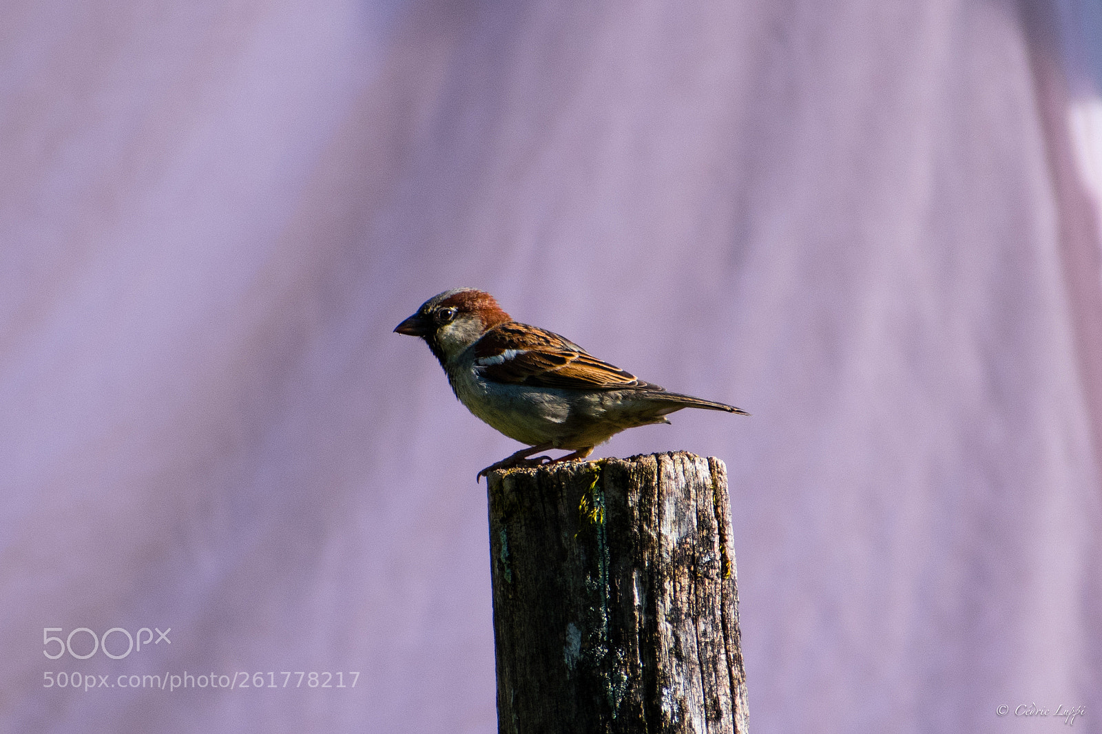 Nikon D5500 sample photo. Moineau de mai photography