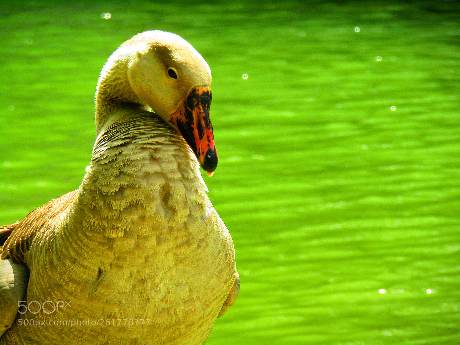 Canon PowerShot SX420 IS sample photo. Red beaked duck photography