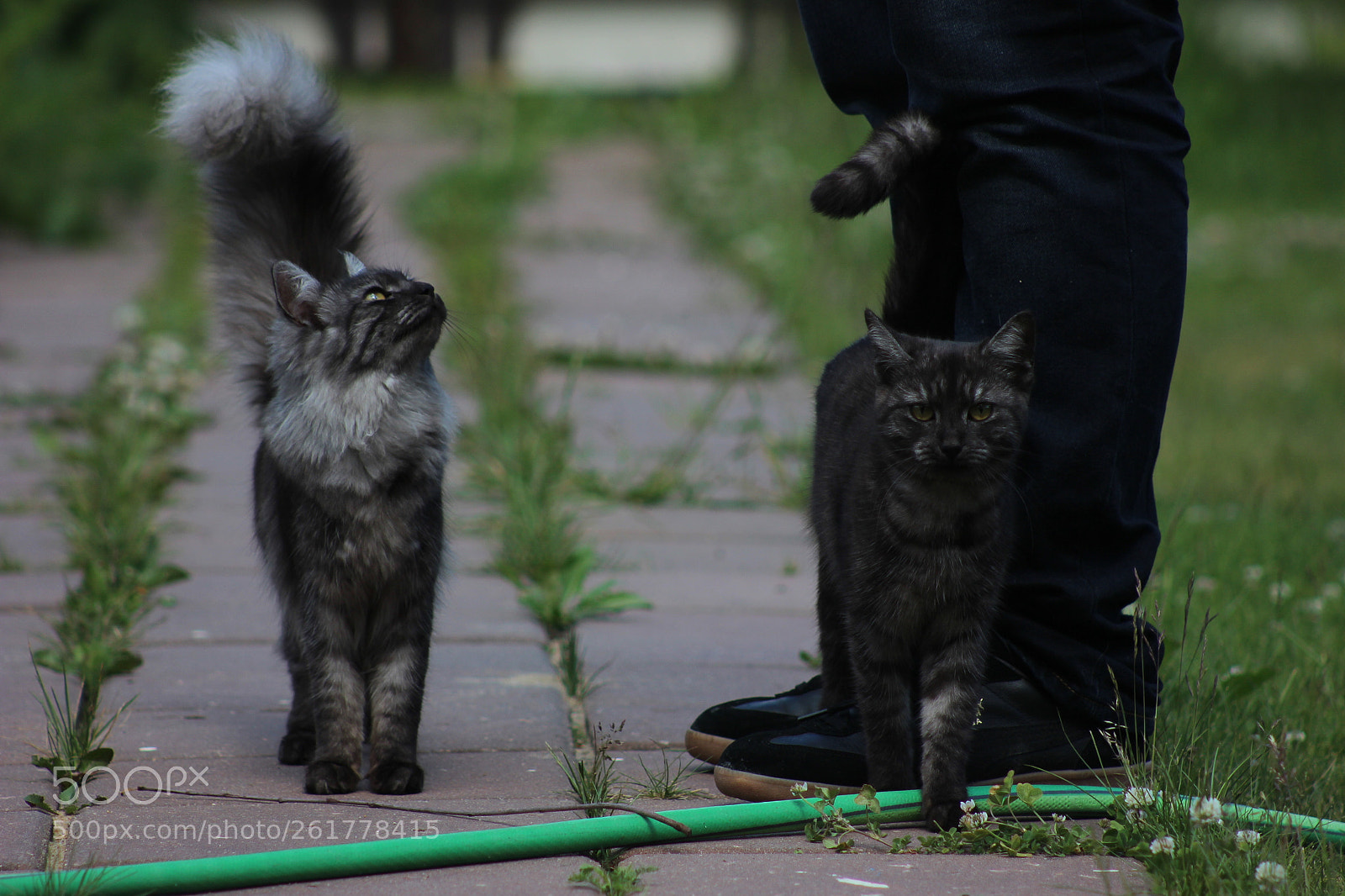 Canon EF 75-300mm f/4-5.6 sample photo. Cats photography