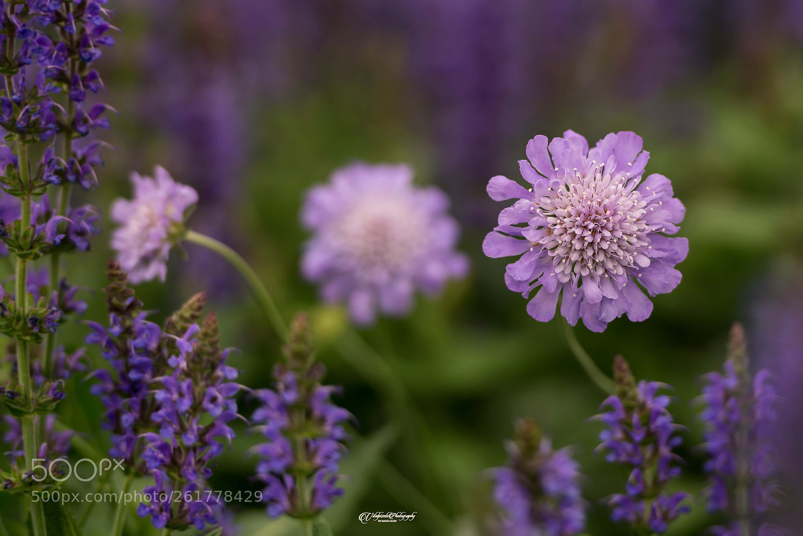 Nikon D500 sample photo. Purple bloom!! photography