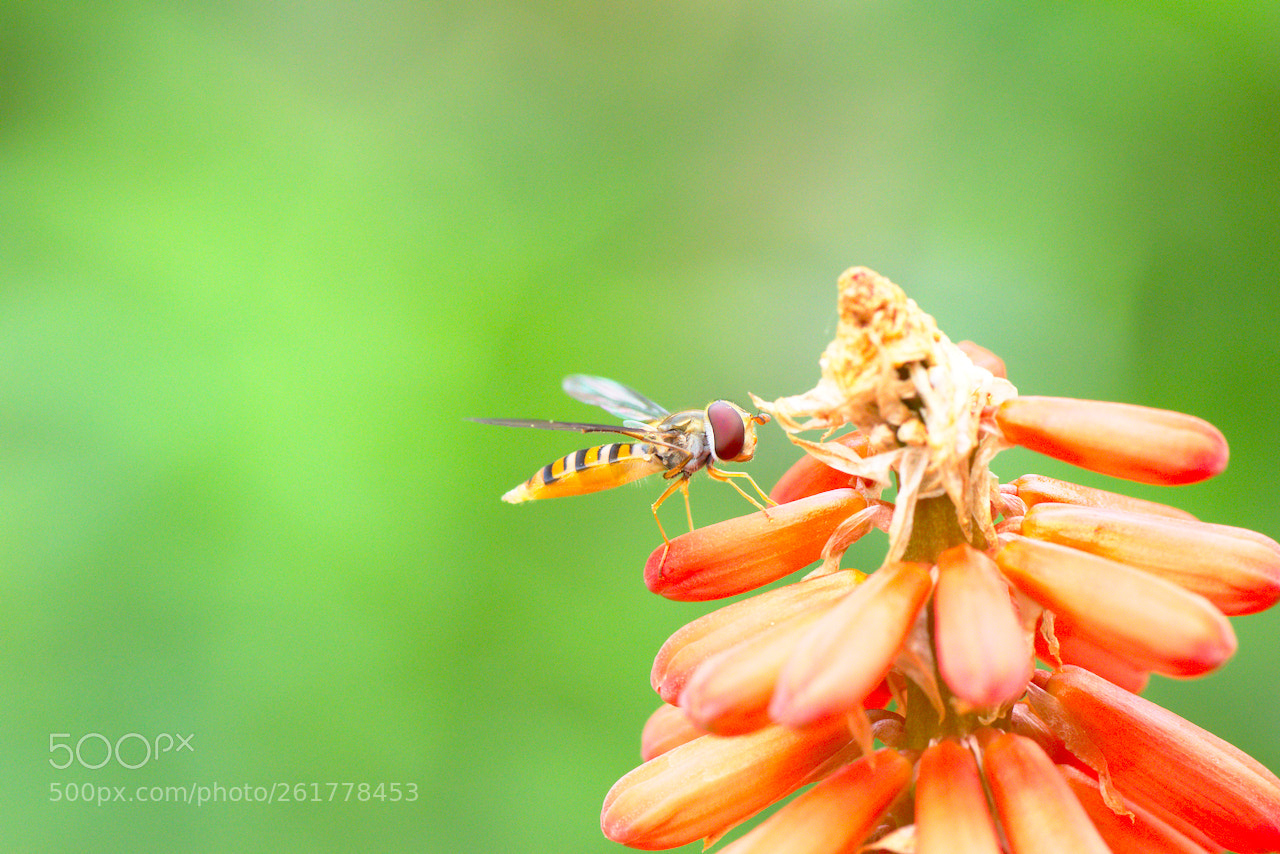 Nikon D5600 sample photo. Une pose s'impose photography