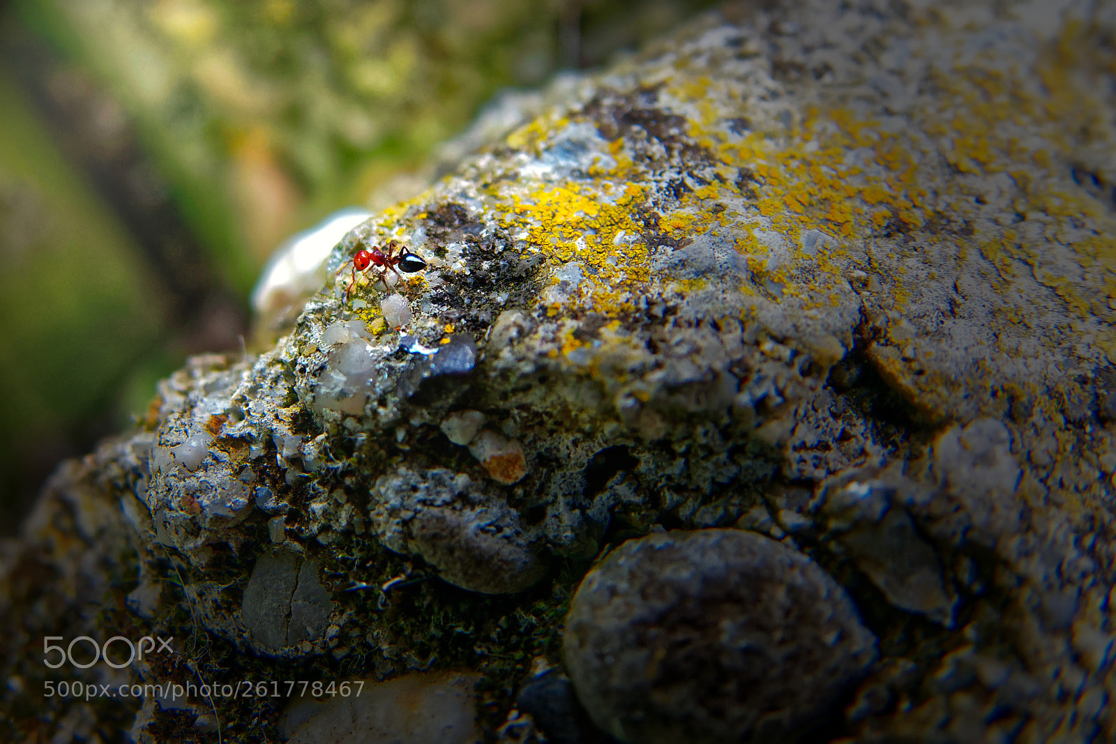 Sony Cyber-shot DSC-RX10 III sample photo. Fourmis photography