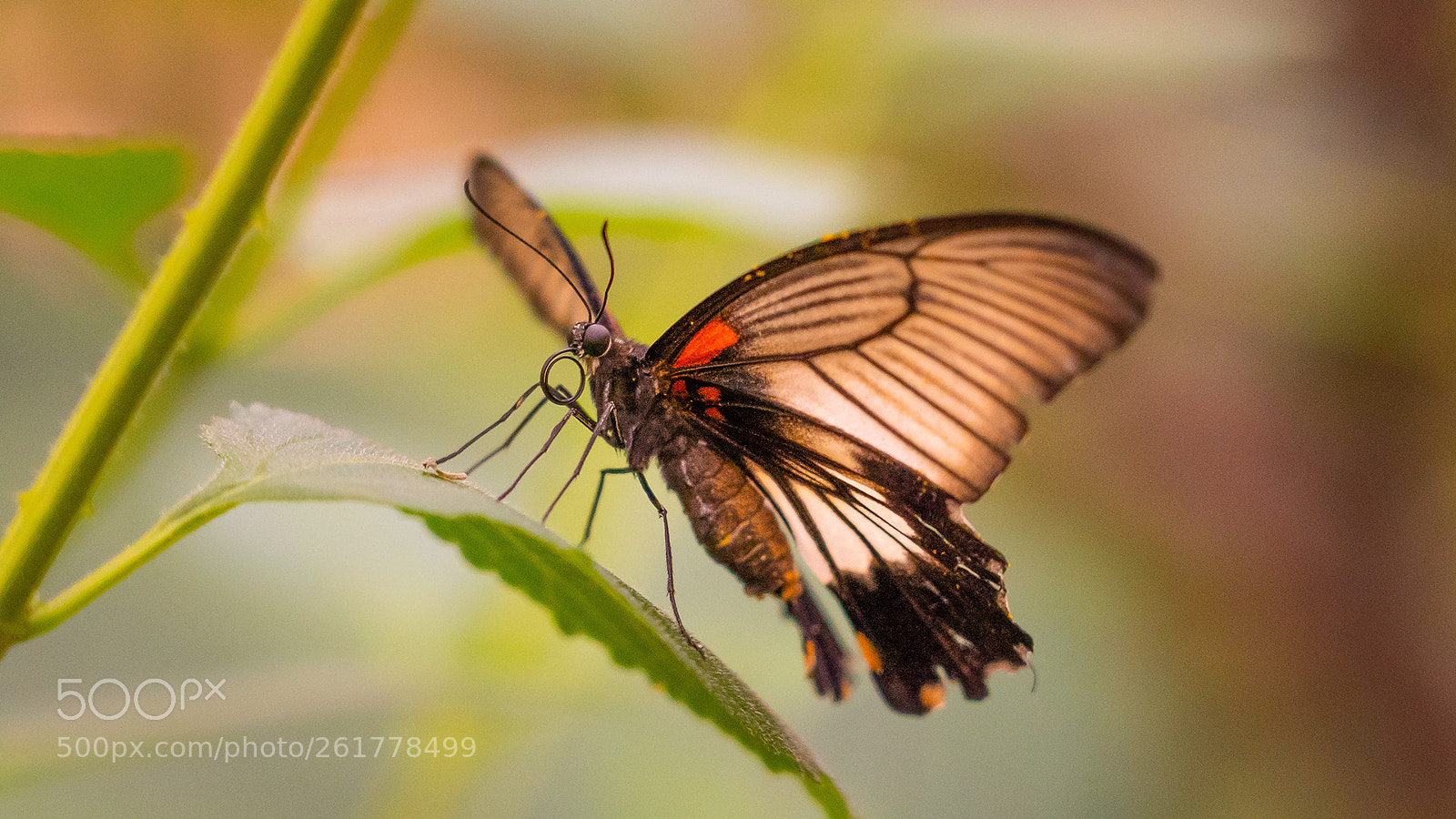Sony a7 III sample photo. Butterfly photography