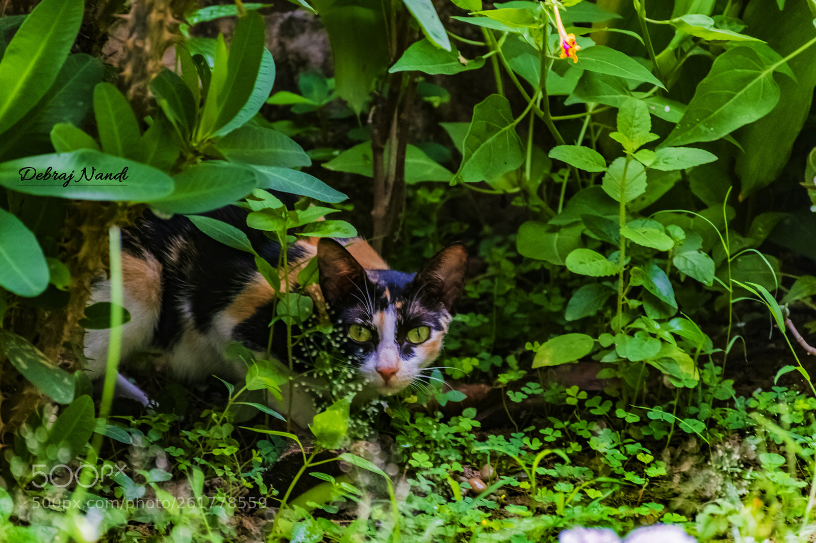 Nikon D7200 sample photo. In search for..... photography
