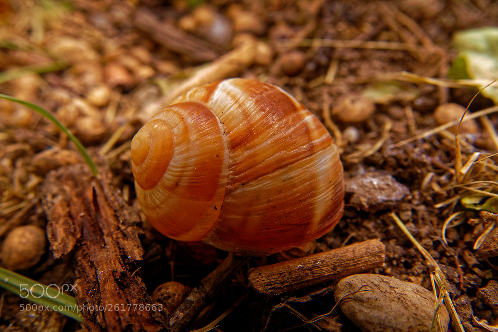 Sony Cyber-shot DSC-RX10 III sample photo. Coquille sans escargot photography