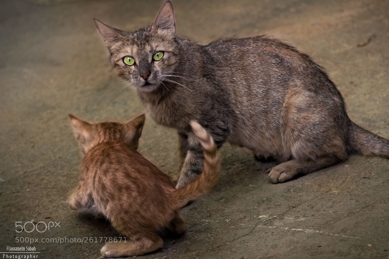Canon EOS 700D (EOS Rebel T5i / EOS Kiss X7i) sample photo. Cat photography