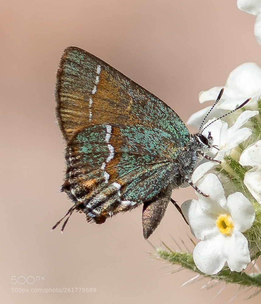 Canon EOS 7D Mark II sample photo. 'siva' juniper hairstreak callophrys photography