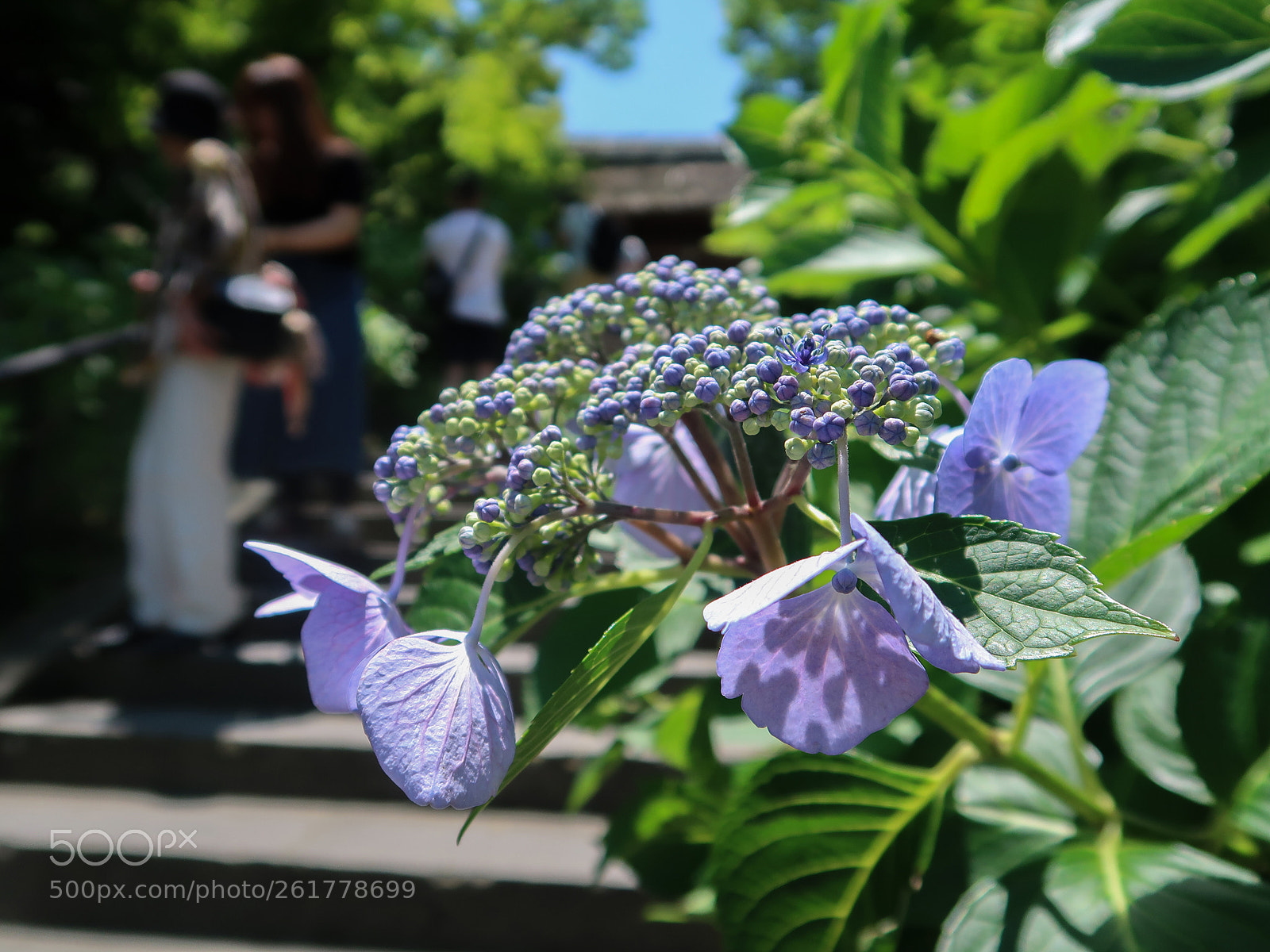 Canon PowerShot G7 X Mark II sample photo. Spring scene in kamakura photography