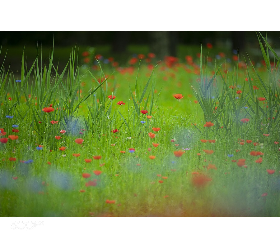Canon EOS 5D Mark IV sample photo. Untitled photography