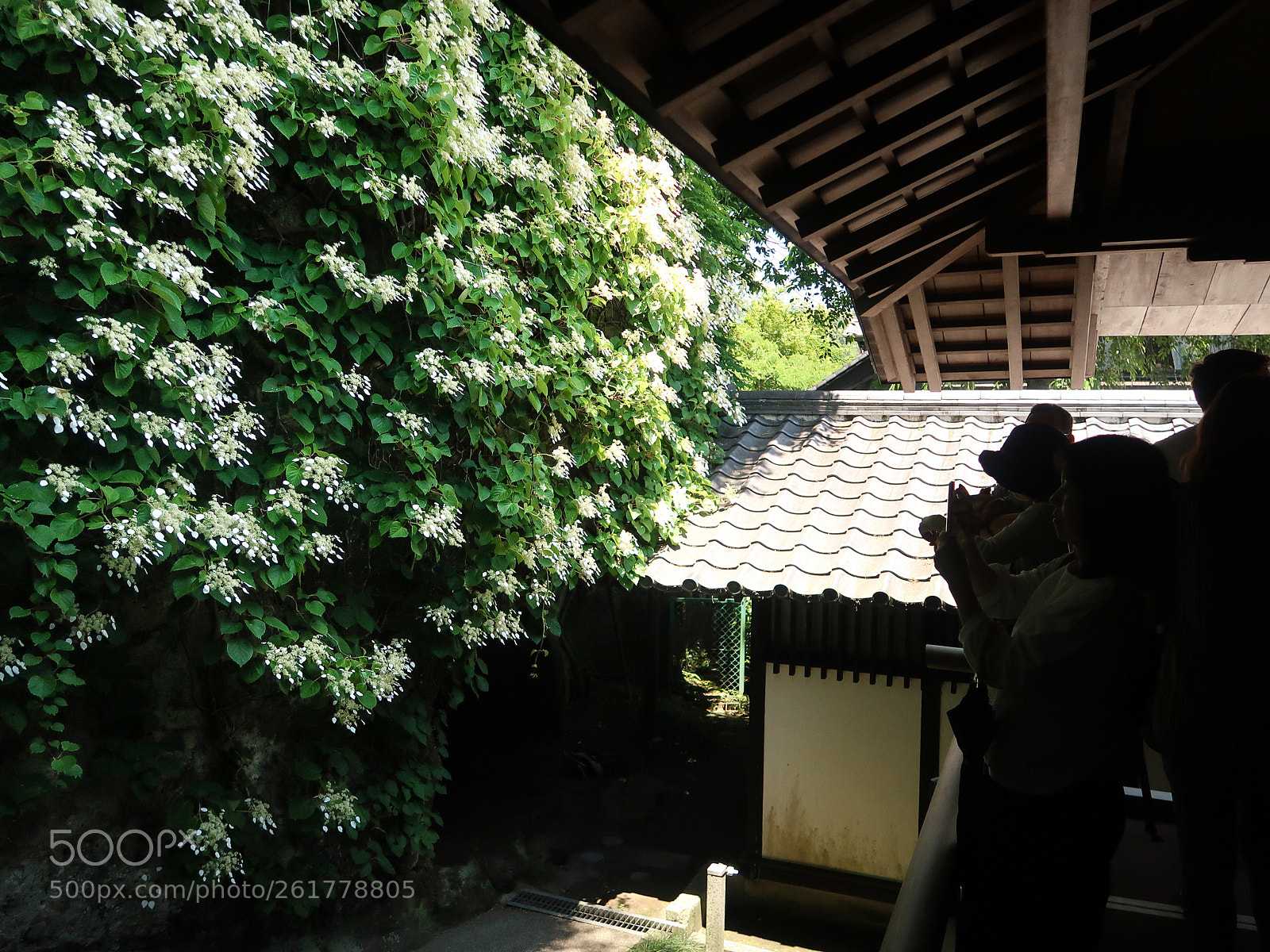 Canon PowerShot G7 X Mark II sample photo. Spring scene in kamakura photography