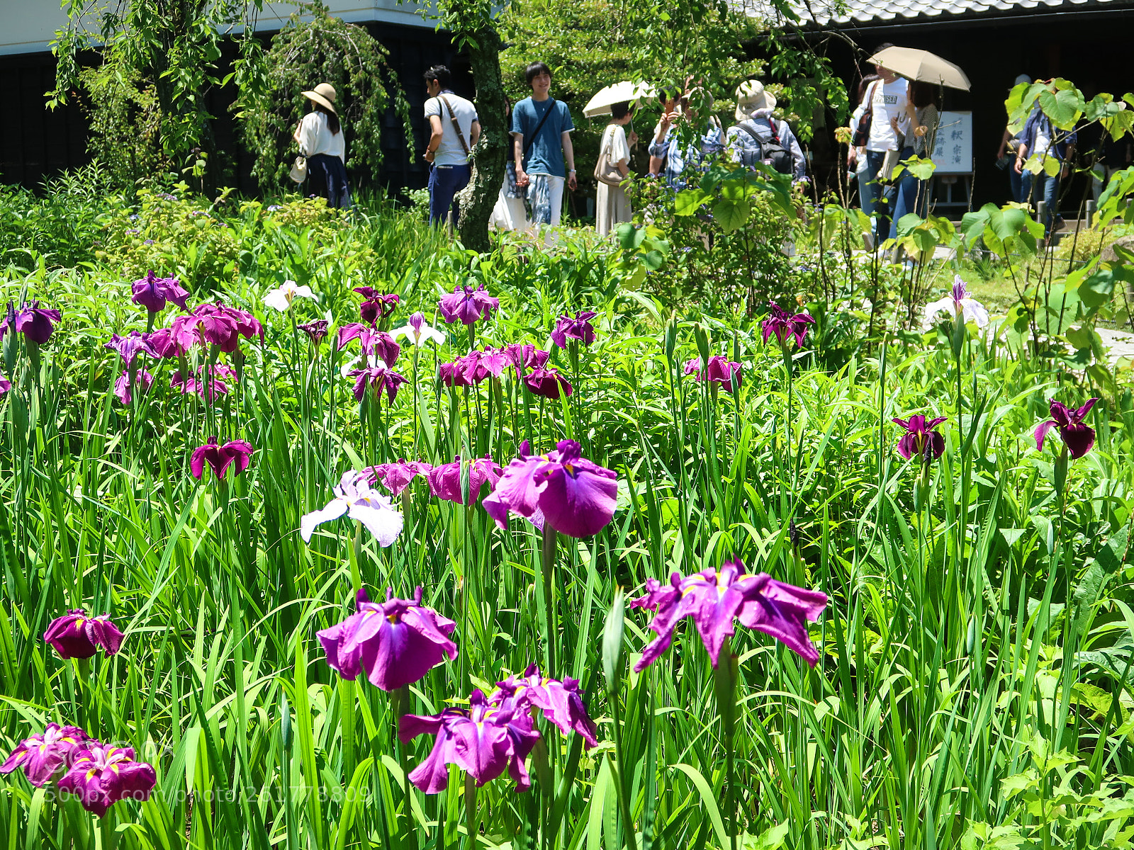 Canon PowerShot G7 X Mark II sample photo. Spring scene in kamakura photography