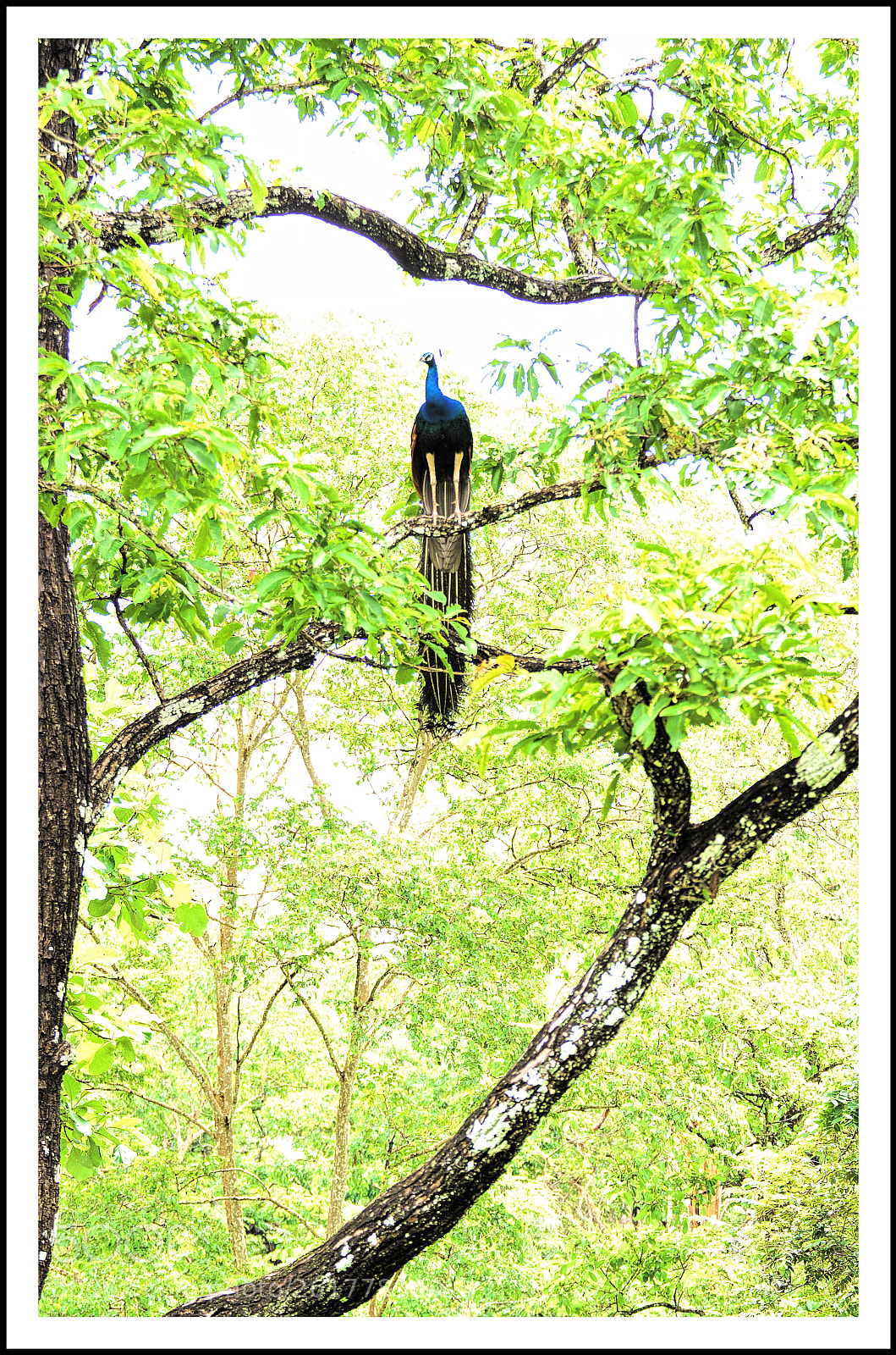 Nikon D5100 sample photo. Peacock photography