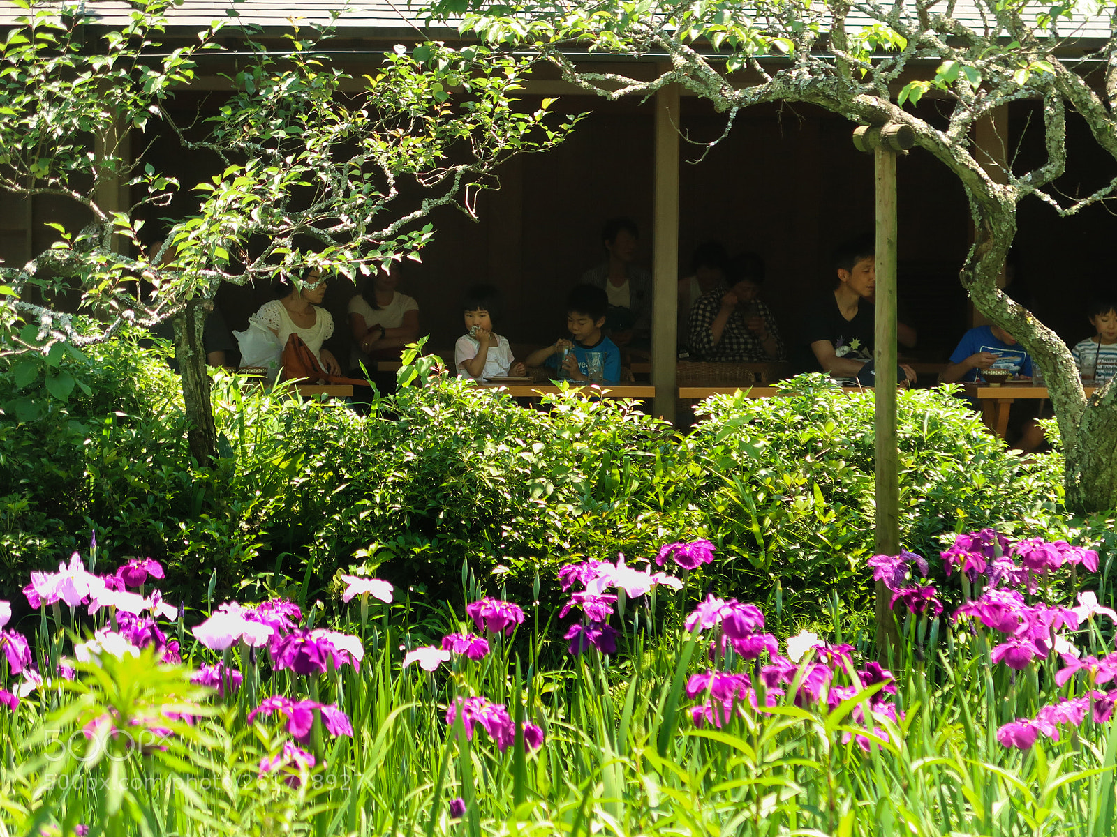 Canon PowerShot G7 X Mark II sample photo. Spring scene in kamakura photography