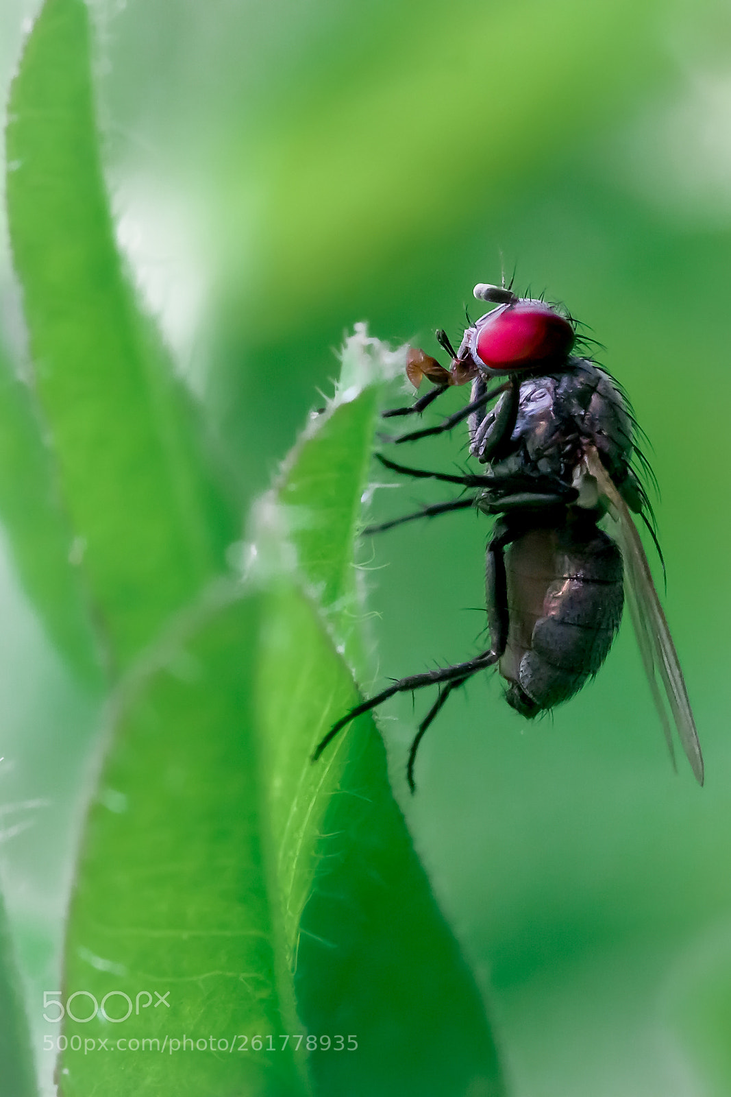 Panasonic Lumix DMC-GX7 sample photo. Fly photography