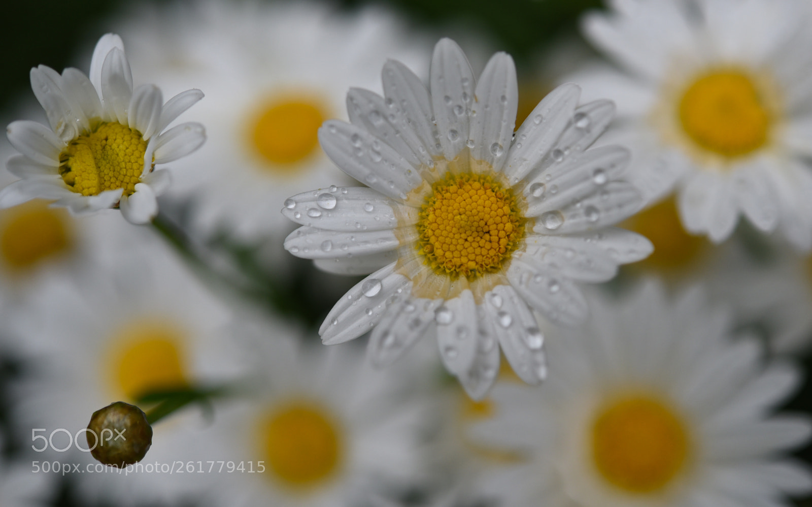 Nikon D750 sample photo. After the rain photography